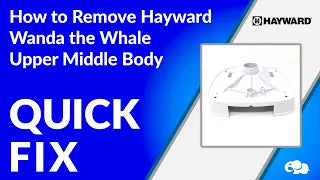 Hayward Wanda the Whale Upper Middle Body Overview!