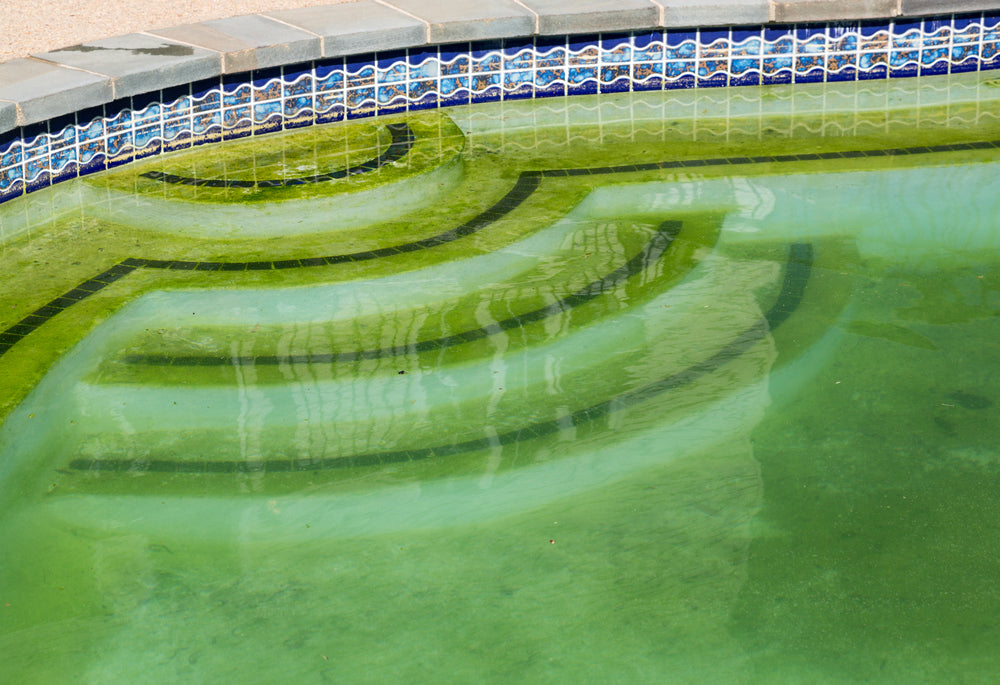 Pool with yellow algae